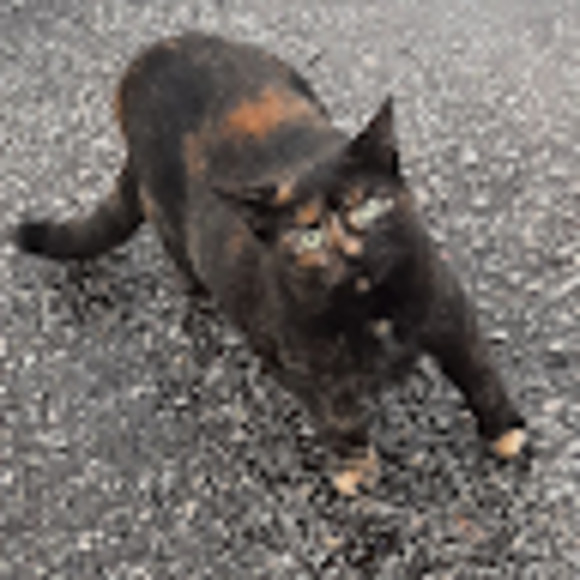 Meet your Posher, Parmida - Picture 1 of 1